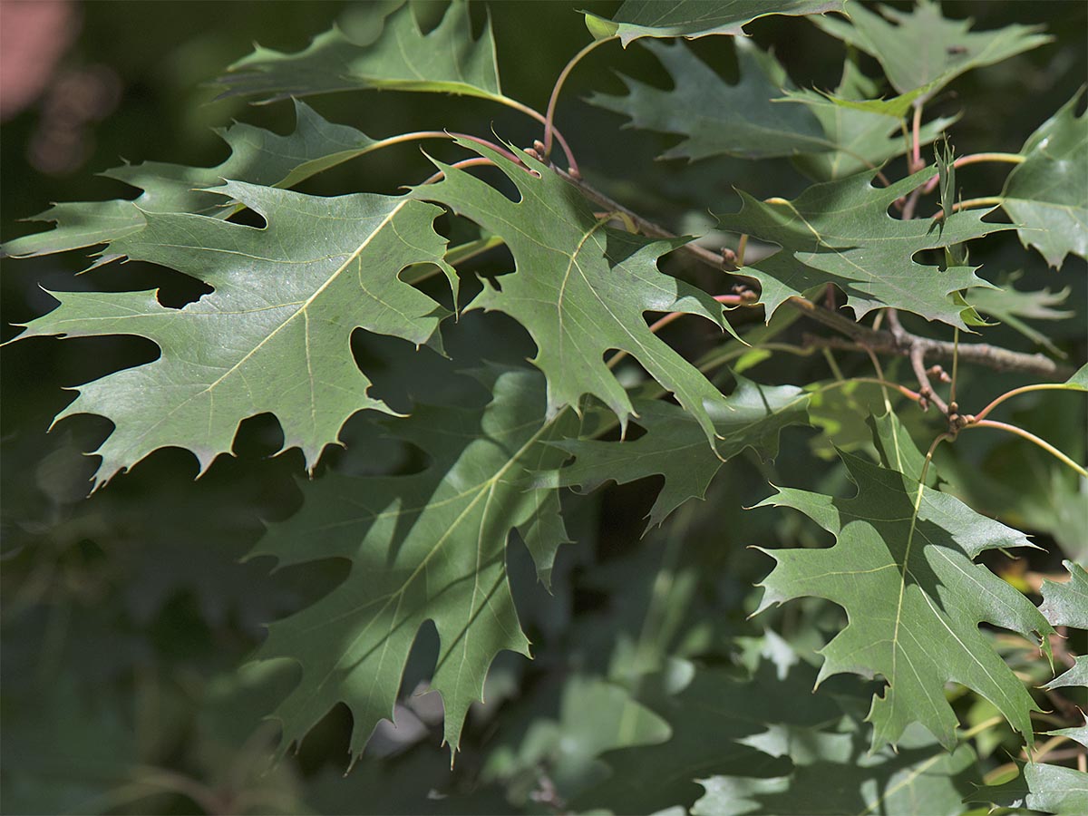 Quercus coccinea